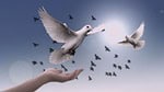 dove, peace, nature